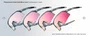 OCULOS 100% S3 POLISHED TRANSLUCENT GREY ROSE PHOTOCHROMIC